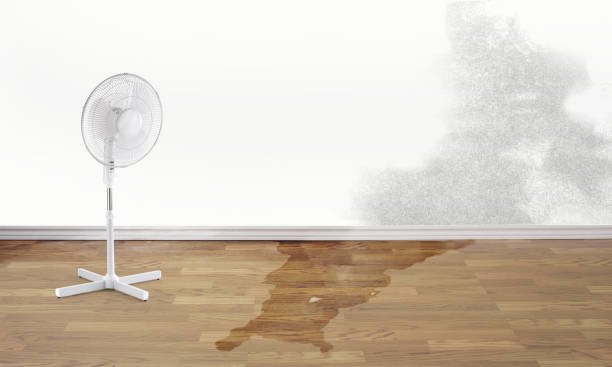 Best Ceiling water damage repair  in Eatonville, FL